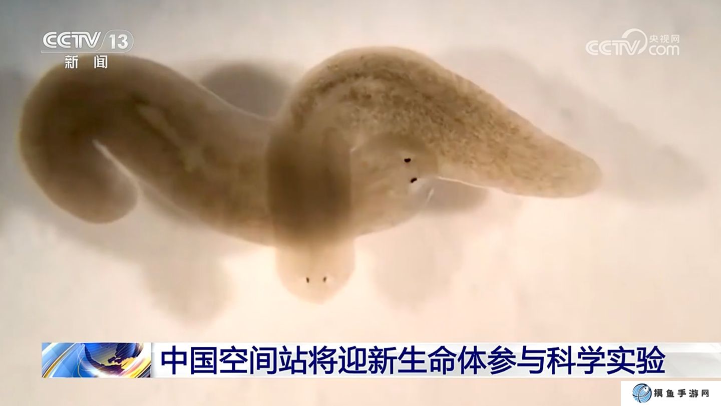 中国空间站将迎来新生命体“涡虫”，有关研究对人类延缓衰老具有重要意义